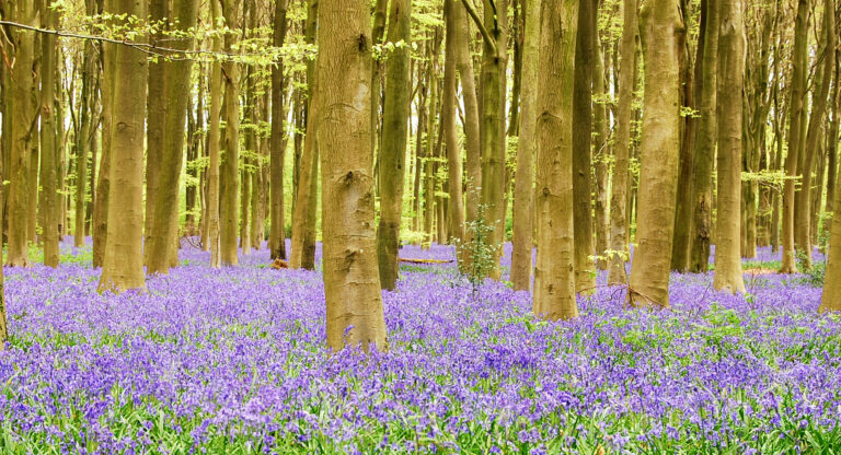 Bluebell woods