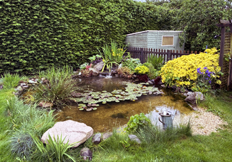 Large Aquascape ecosystem Koi Pond