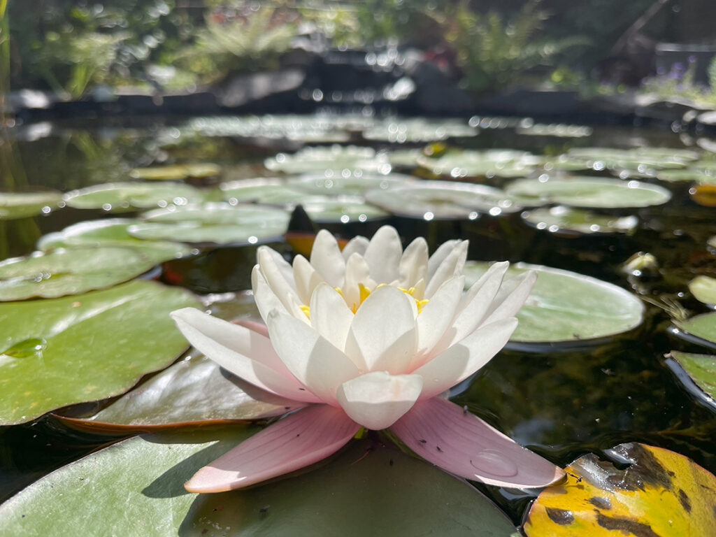 Water Garden