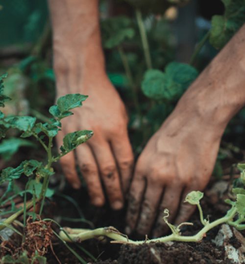 Planting seeds, bulbs and cutting