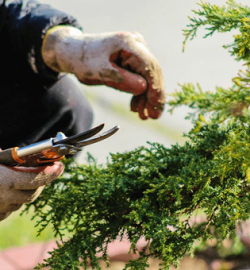 seasonal pruning